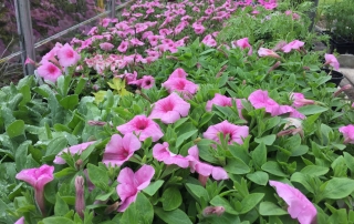 JPR Farm Direct flowers