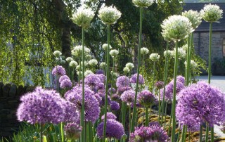 JPR Farm Direct alliums