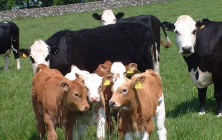 JPR Farm Direct cows in field